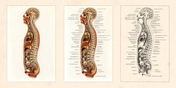 illustrations, cliparts, dessins animés et icônes de coupe transversale de l’homme humain avec l’infographie de l’organe interne 1896 - engraved image engraving liver drawing