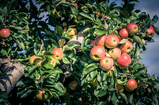 Apple trees in the old country near Hamburg