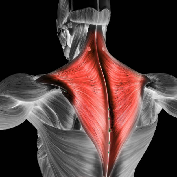 istock Human Muscular System Torso Muscles Trapezius Muscle Anatomy 1340654282