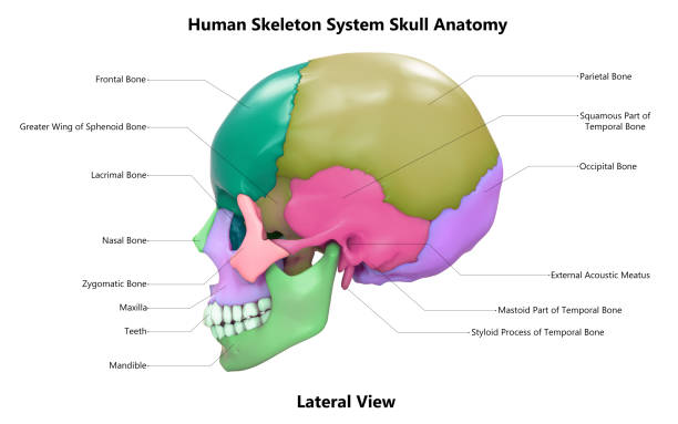 istock Human Skeleton System Skull Bone Parts Anatomy 1340654305