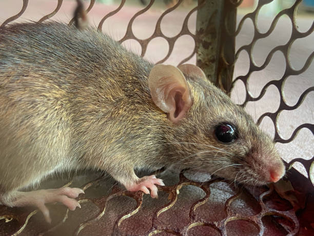 istock Close-up mice or rat caught in a trap. , Rat in a spring-trap. 1340654750