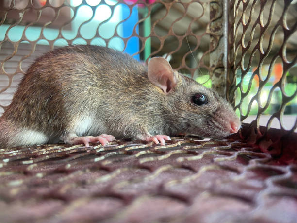 istock Close-up mice or rat caught in a trap. , Rat in a spring-trap. 1340654757