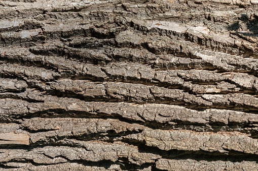 Closeup texture of tree bark. Pattern of natural tree bark background. Dirt skin of wooden. Grey, brown nature background.