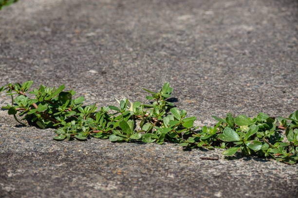 istock green plants sprouted in cracks in the concrete. Background 1340656486