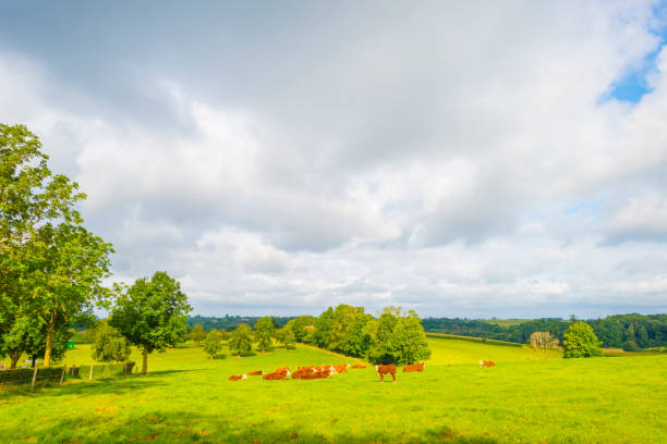 istock Cows in a green hilly meadow under a blue sky in sunlight in summer 1340656492