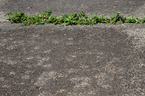 green plants sprouted in cracks in the concrete. Background on the theme of ecology