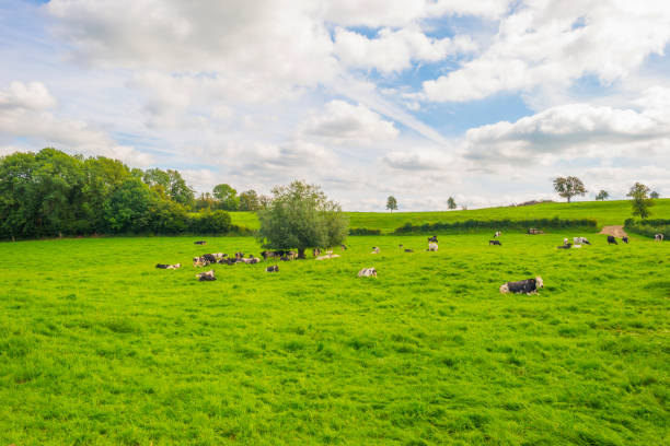 istock Cows in a green hilly meadow under a blue sky in sunlight in summer 1340656558
