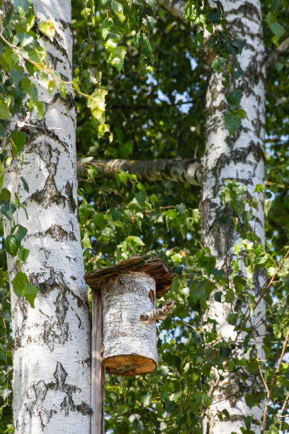 istock the birdhouse is made of a tree trunk on the shore 1340657111