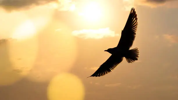 Photo of Seagull flying in the evening