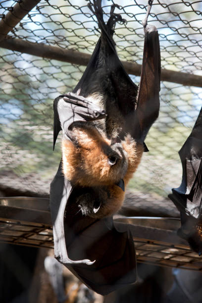 młody nietoperz owocowy jest przytulany przez matkę - bat fruit bat mammal australia zdjęcia i obrazy z banku zdjęć