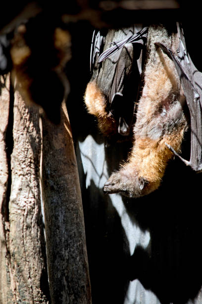nietoperz owocowy wisi do góry nogami - bat fruit bat mammal australia zdjęcia i obrazy z banku zdjęć