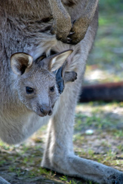 istock the joey is resting in his mothers pouch 1340659131