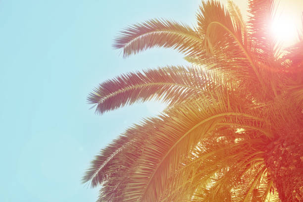 istock Beautiful tropical palm trees outdoors on sunny day 1340659323