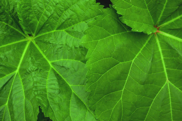 istock close up of Green leaf texture background 1340659422