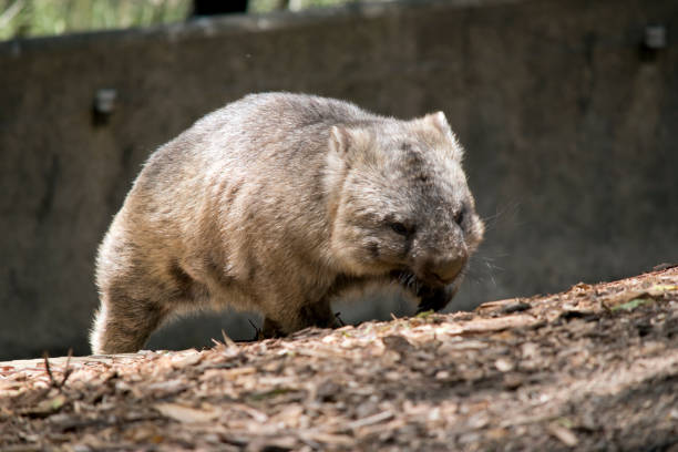 istock the wombat walks on a four legs just like a dog 1340659556