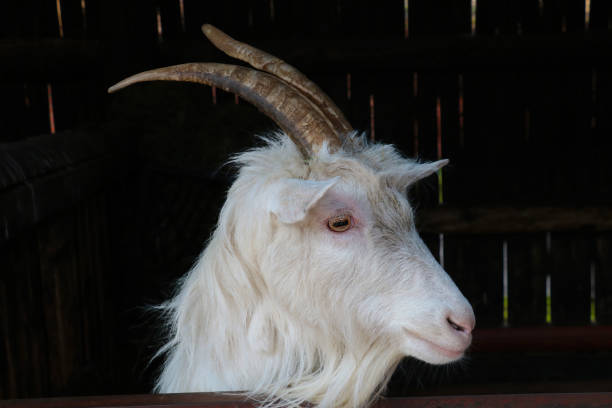 istock Close-up on a white ram in the village. 1340659572