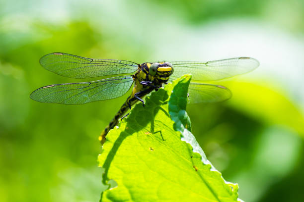 istock dragonfly on a green leaf in summer near the river 1340659811