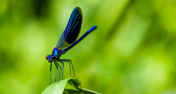 istock dragonfly on a green leaf in summer near the river 1340659816