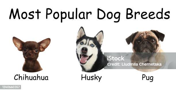 Set Of Different Adorable Dogs On White Background Most Popular Breeds Stock Photo - Download Image Now