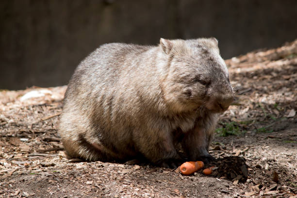istock the wombat is having a carrot 1340660428