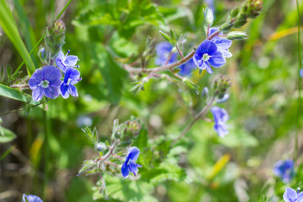 istock blue wildflowers close up in the grass. sunny day 1340660436