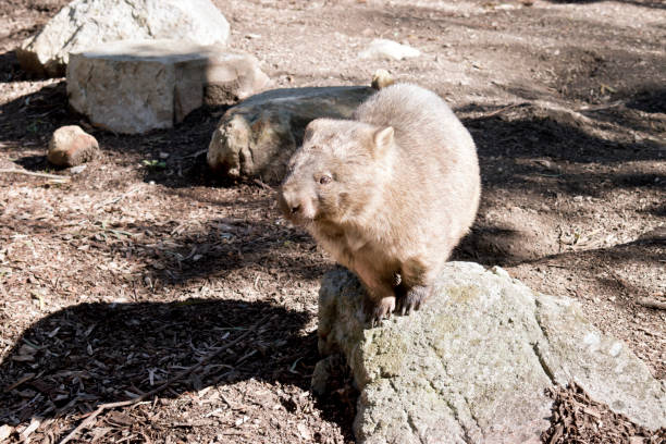 istock the common wombat is standing on a rock 1340660457
