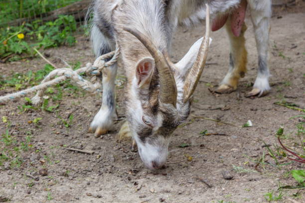Image of a goat taken from the front (head-on) with white background