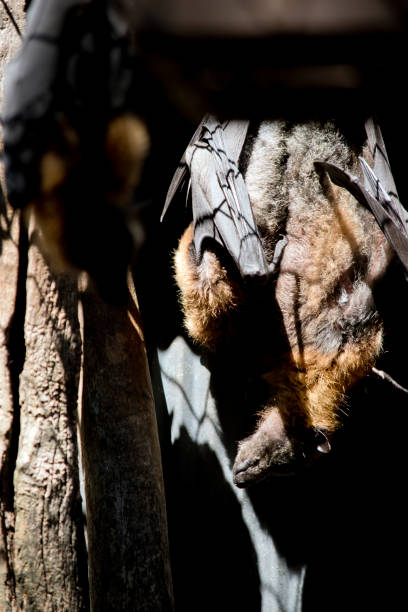 la madre pipistrello della frutta tiene in braccio il suo bambino - bat fruit bat mammal australia foto e immagini stock