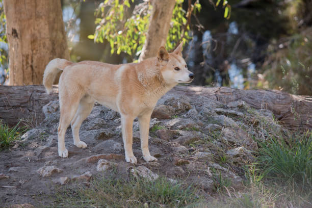 istock the golden dingo is standing on rocks 1340660587