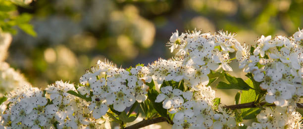 цветки белого боярышника закрываются в траве. солнечный день - crataegus monogyna стоковые фото и изображения