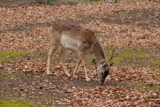 istock A sika deer walks in the forest looking for food. 1340660929