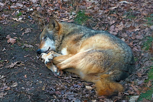 Out of focus. Close-up of an adult wolf sleeping in a hole in the forest.