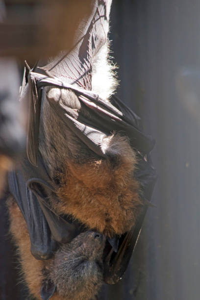 il giovane pipistrello della frutta viene coccolato dalla madre - bat fruit bat mammal australia foto e immagini stock