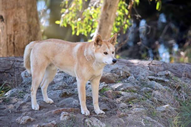 istock the golden dingo is standing on rocks 1340661954