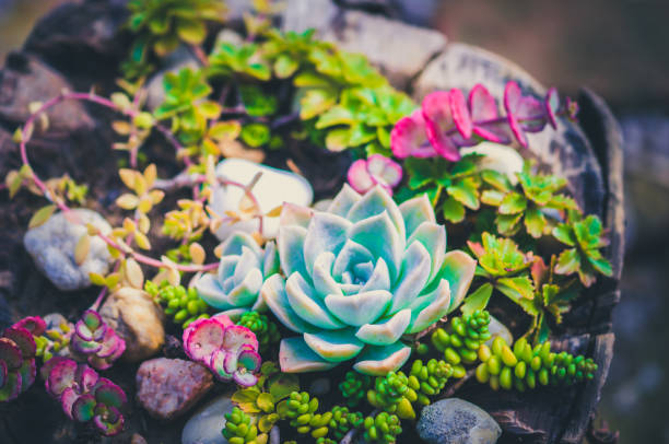 istock green succulent and other plants 1340662152