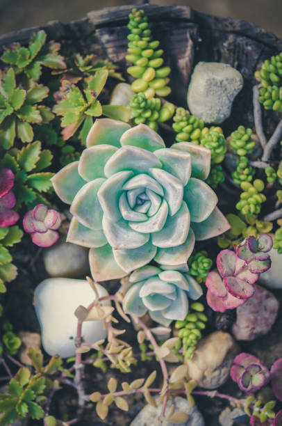 istock green succulent and other plants 1340662156