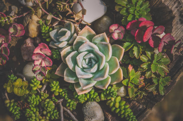 istock beautiful succulents in various colors 1340662222