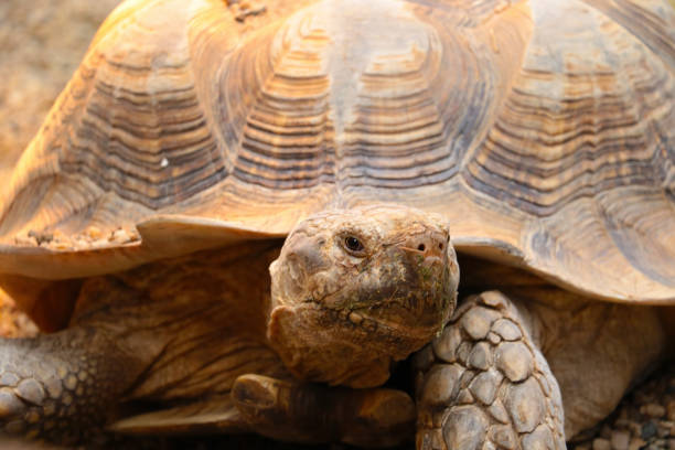istock Close-up on a large turtle in the park. 1340662231