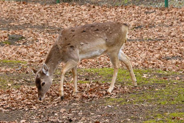 istock Close-up of a sika deer eating grass. 1340663783