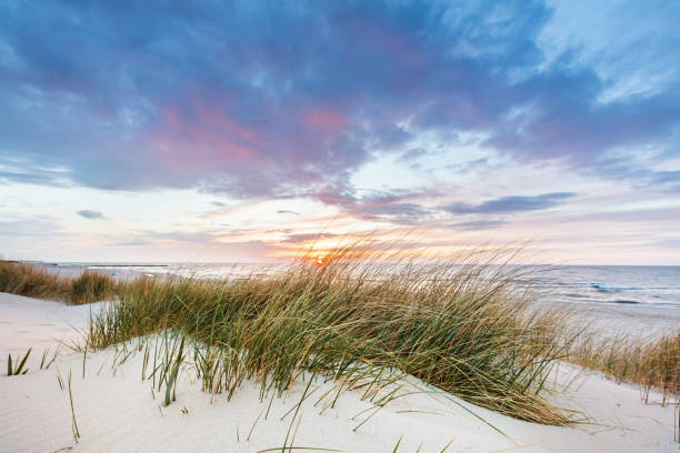 istock Beach grass on dune, Baltic sea at sunset 1340663867