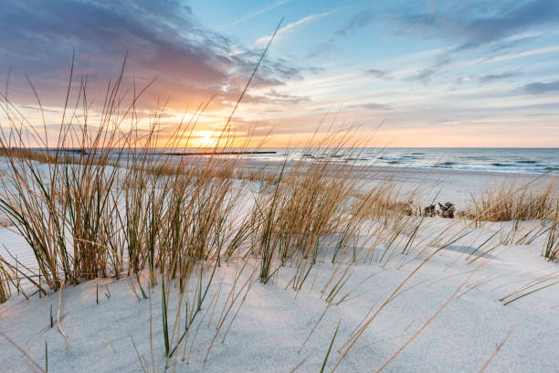 istock Beach grass on dune, Baltic sea at sunset 1340663869