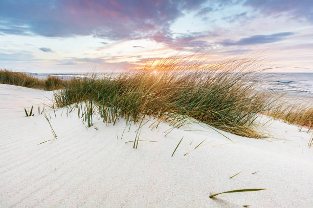 istock Beach grass on dune, Baltic sea at sunset 1340663870