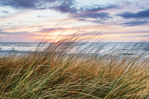 istock Beach grass on dune, Baltic sea at sunset 1340663871