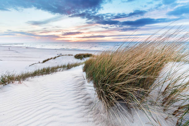 istock Beach grass on dune, Baltic sea at sunset 1340663876