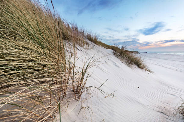 istock Beach grass on dune, Baltic sea at sunset 1340663877