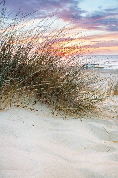 istock Beach grass on dune, Baltic sea at sunset 1340663880