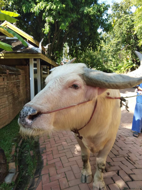 istock White buffalo in Thailand has a nose leash. 1340663902