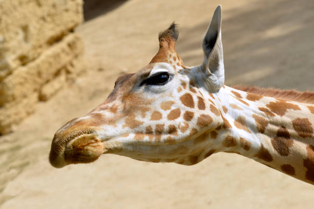 ritratto di giraffa - giraffe two dimensional shape heavy horned foto e immagini stock