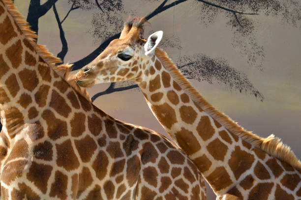 zbliżenie młodocianej żyrafy w pobliżu dorosłego - giraffe two dimensional shape heavy horned zdjęcia i obrazy z banku zdjęć