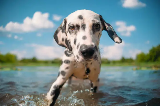 Photo of handsome dalmatian swims in a pond and looks at the camera